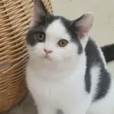 ブリティッシュショートヘア