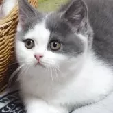 ブリティッシュショートヘア