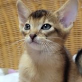 アビシニアン