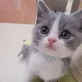 ブリティッシュショートヘア【愛知県・男の子・2025年1月19日・ブルー&ホワイト】の写真2