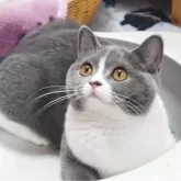 ブリティッシュショートヘア【愛知県・女の子・2025年4月23日・ブルー&ホワイト】の写真3