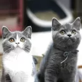 ブリティッシュショートヘア【愛知県・女の子・2025年4月23日・ブルー&ホワイト】の写真6