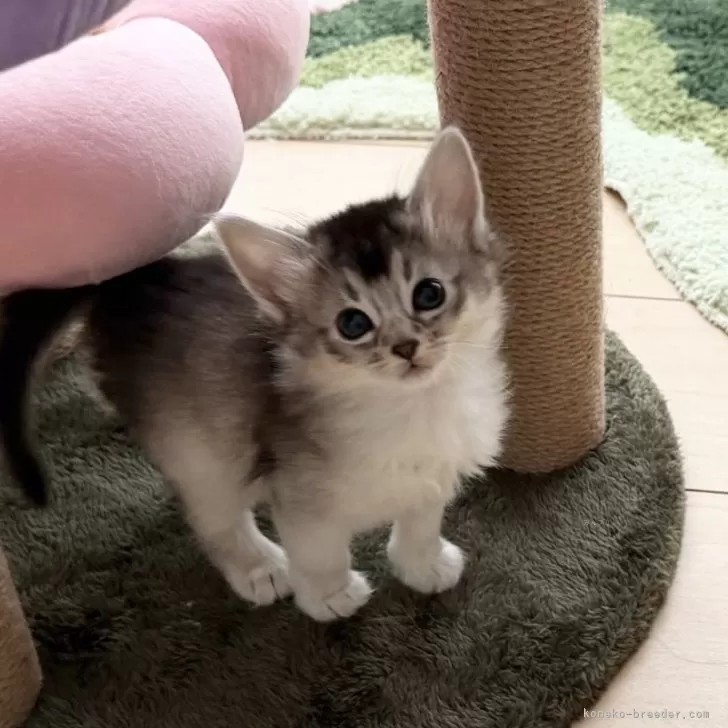 ID：2601-01087の子猫