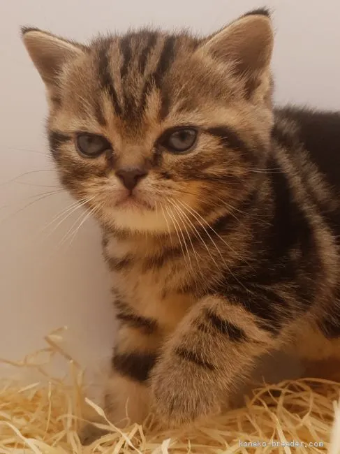 まろ 様のお迎えした子猫