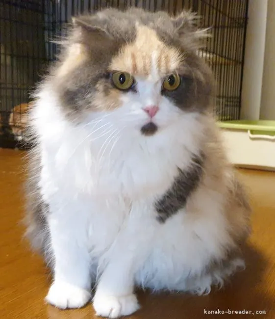 ID:2106-00544の子猫