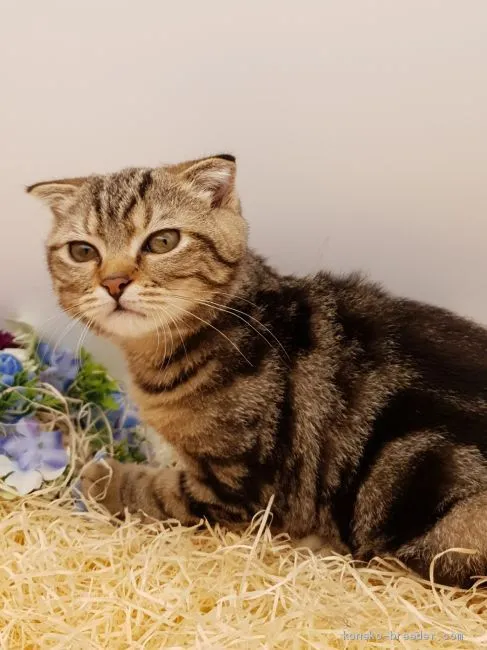 ID：1906-00786の子猫