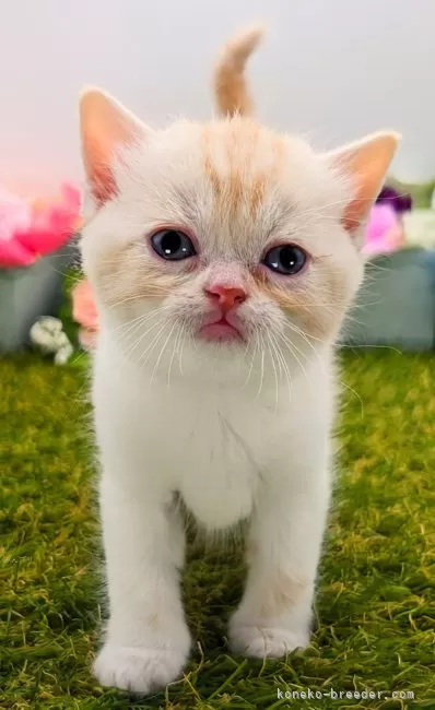 ID：2404-01494の子猫