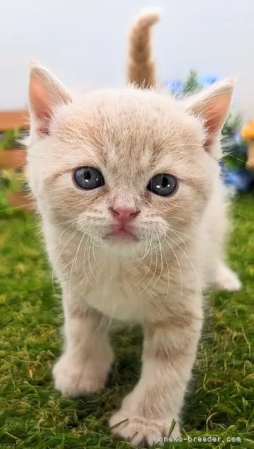 ID：2404-01482の子猫