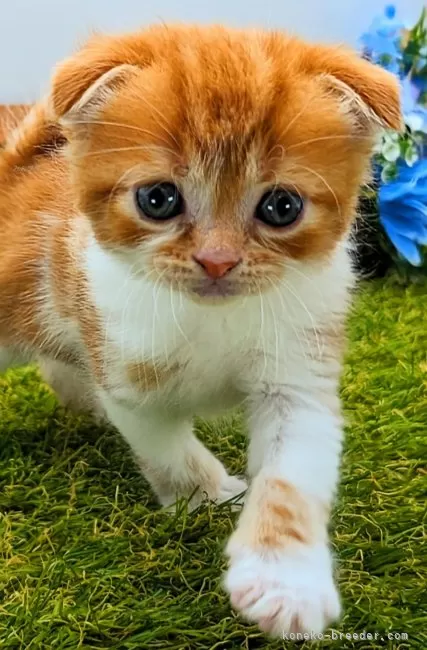 ID:2403-02921の子猫