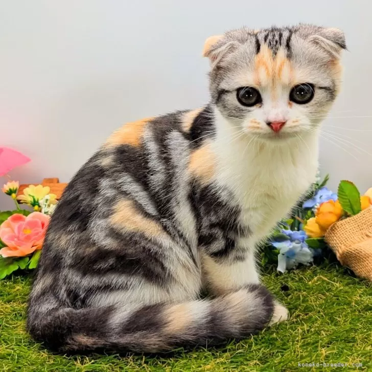 ID：2406-03605の子猫