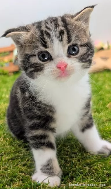 ID：2407-03032の子猫