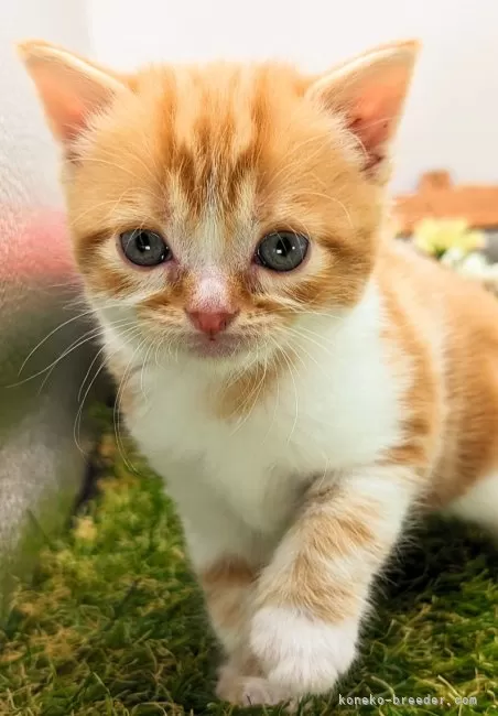 ID:2403-02919の子猫