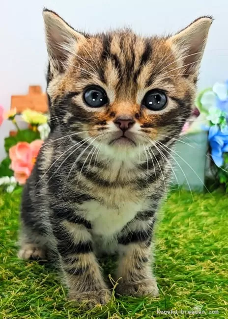 ID：2405-03078の子猫