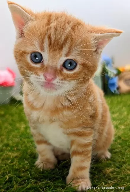 ID：2403-00709の子猫