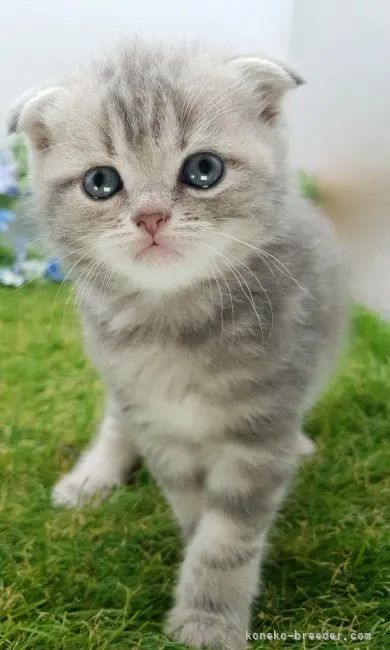 ID：2305-02545の子猫