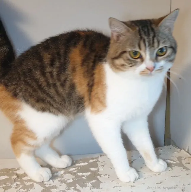 ID：2106-00439の子猫