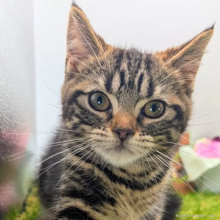 ID:2407-03034の子猫