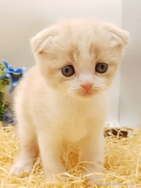 ID:2102-01766の子猫
