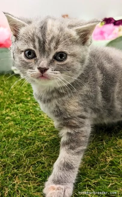 ID：2312-02281の子猫