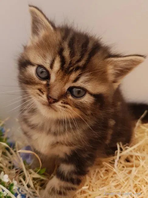 azu 様のお迎えした子猫