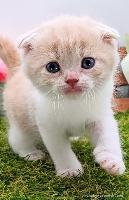 ID：2404-01509の子猫