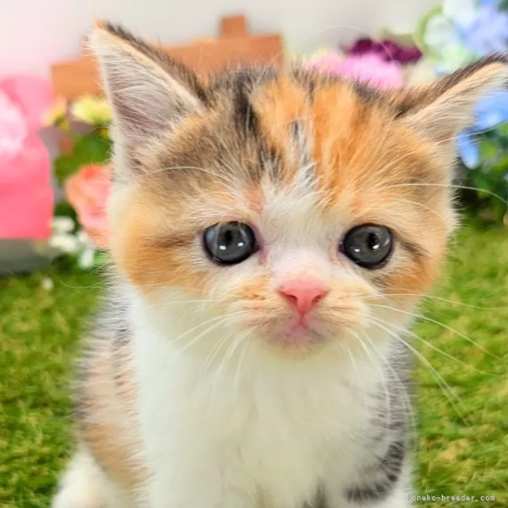 ID:2409-03109の子猫