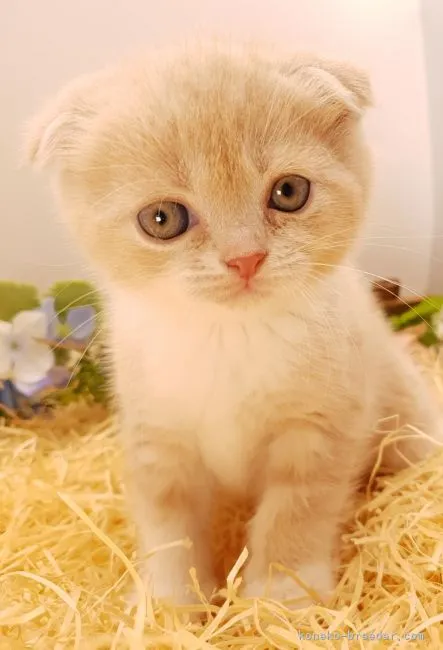 ID：2109-02354の子猫