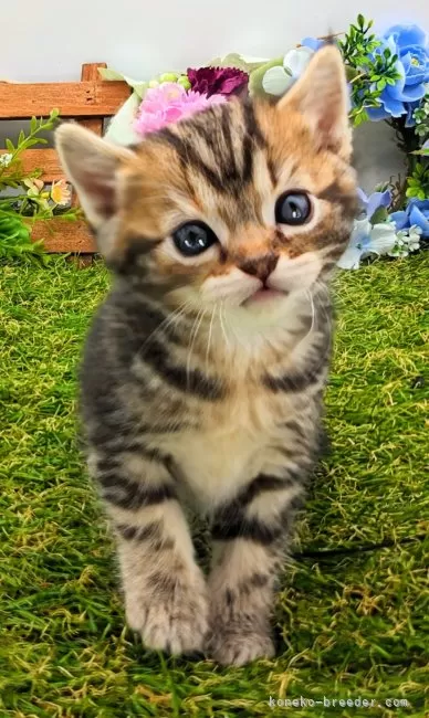 ID:2404-01484の子猫