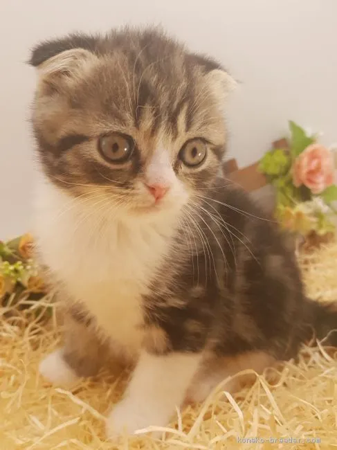 ID:2004-01941の子猫