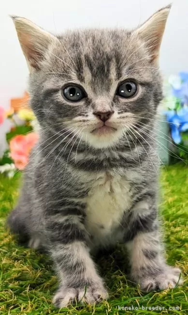 ID:2405-03077の子猫