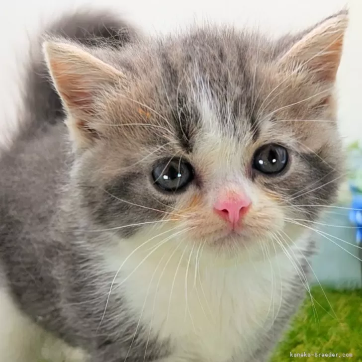 ID：2409-03108の子猫