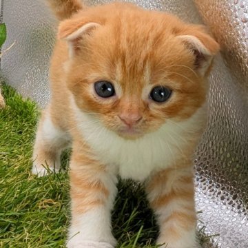スコティッシュフォールド(折れ耳)【大阪府・男の子・2024年9月3日・レッド&ホワイト】の写真「小柄だけど元気一杯に」