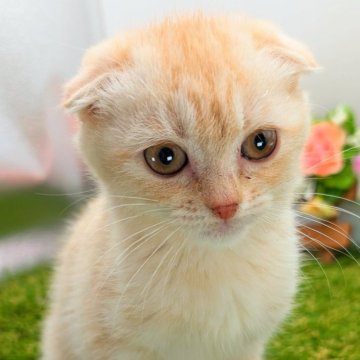スコティッシュフォールド(折れ耳)【大阪府・女の子・2024年9月1日・クリームタビー】の写真「目がくりくりでとっても可愛い！」