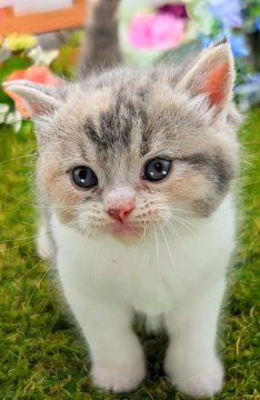 スコティッシュフォールド(立ち耳)【大阪府・女の子・2024年6月24日・ダイリュートキャリコ】の写真「モコモココロコロ　穏やかで大人しい」