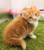 スコティッシュフォールド(立ち耳)【大阪府・男の子・2025年10月10日・レッド&ホワイト】の写真10