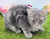 スコティッシュフォールド(立ち耳)【大阪府・男の子・2025年5月28日・ブルータビー】の写真4