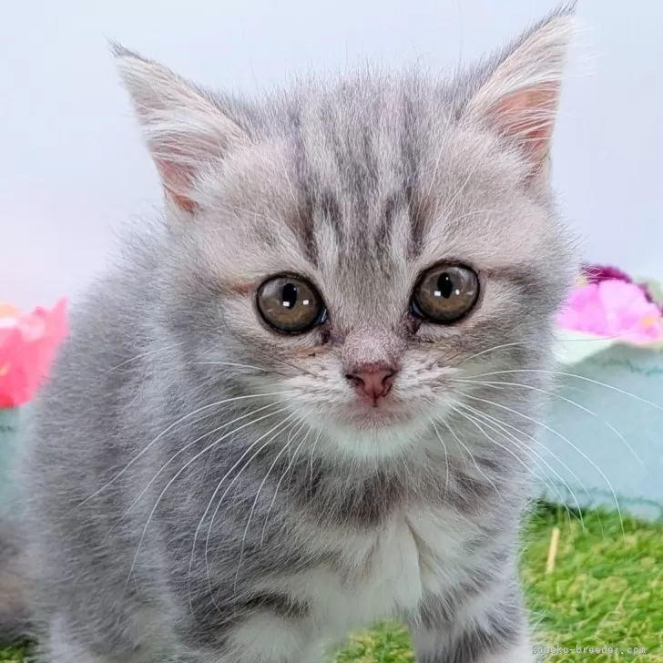 ID：2508-01809の子猫