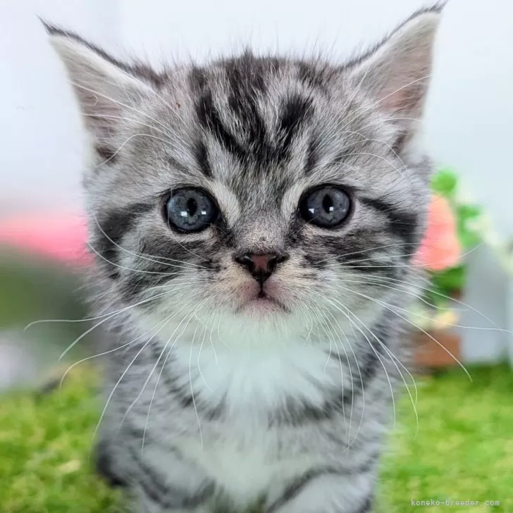 ID:2503-02889の子猫