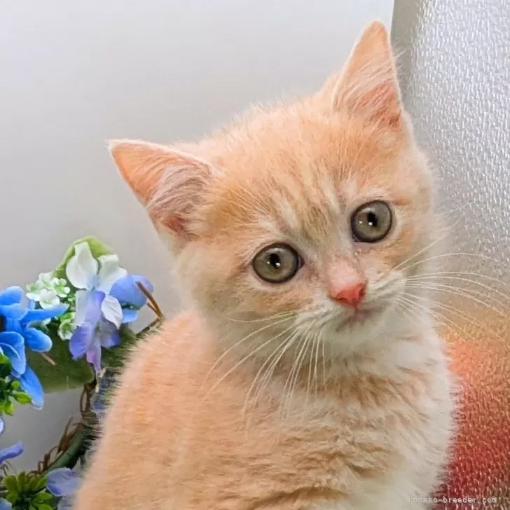 ID：2504-00759の子猫