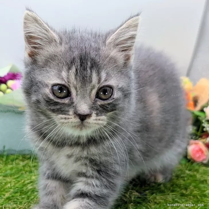 ID：2504-03194の子猫