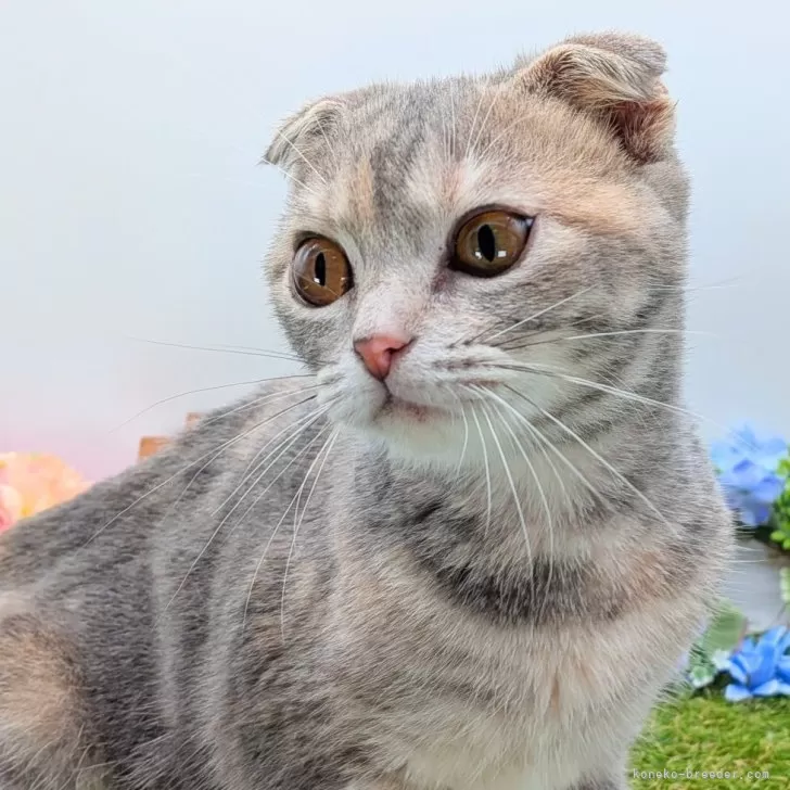 ID：2507-01315の子猫