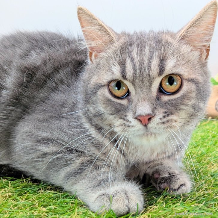 ブリーダー画像