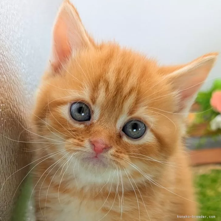 ID：2503-01582の子猫