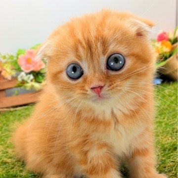 スコティッシュフォールド(折れ耳)【大阪府・男の子・2025年7月15日・レッドタビー】の写真「ブルーの目が印象的」