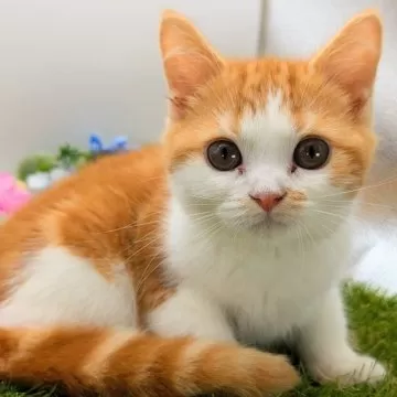 みゃ様　③オレンジ　おてて前　お顔付き　ねこ耳に変更 こんにちニャン！みけねこミミコ 猫 ぬいぐるみ ペット しゃべる