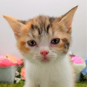 スコティッシュフォールド(立ち耳)【大阪府・女の子・2025年10月22日・キャリコ(三毛猫)】の写真「大人しい扱いやすい子猫です。」