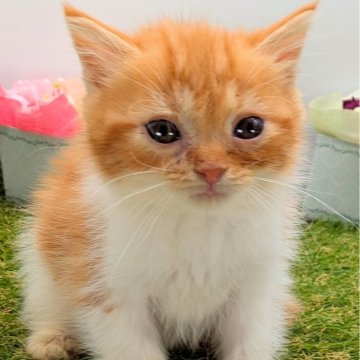 スコティッシュフォールド(立ち耳)【大阪府・男の子・2025年10月20日・人気の2カラー 穏やかで賢い子猫】の写真「人気の２カラー　穏やかで賢い子猫です。」