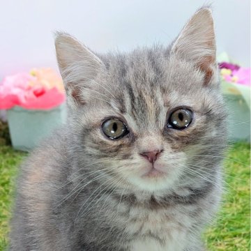 スコティッシュフォールド(立ち耳)【大阪府・男の子・2025年10月22日・ブルータビー】の写真「くりつくりの目がとっても可愛い！」