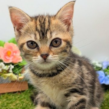 スコティッシュフォールド(立ち耳)【大阪府・女の子・2025年5月21日・ブラウンタビー】の写真「天使降臨！　めちゃくちゃ可愛いです。」