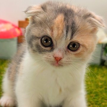 スコティッシュフォールド(折れ耳)【大阪府・女の子・2025年2月28日・ダイリュートキャリコ】の写真「久しぶりにでました！希少カラーで折れ耳！！」
